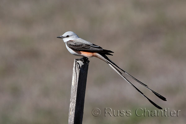 Scissor-tailed Flycatcher © Russ Chantler